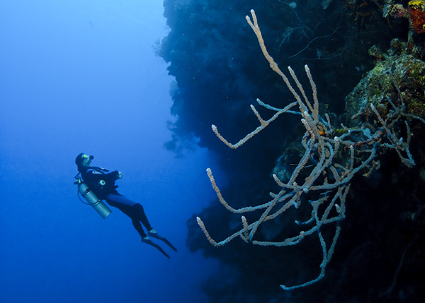 A photograph of a Diver at Northwest Point in the Turks and Caicos Islands.