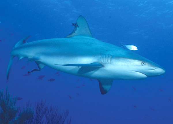A photograph of a Caribbean Reef Shark, Turks and Caicos Islands, British West Indies