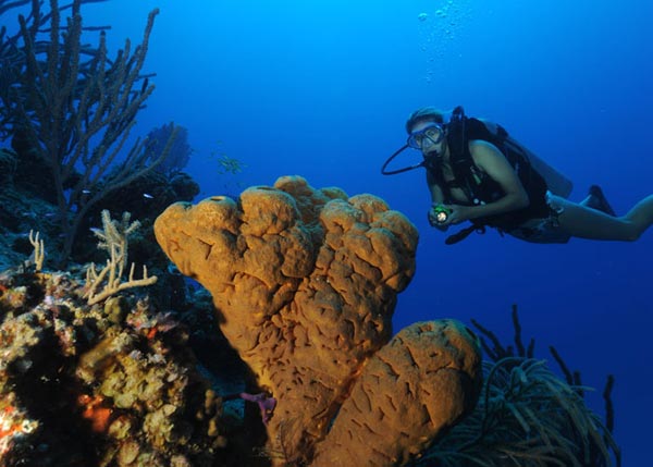A photograph of a diver with Yellow Tube Sponge, Providenciales (Provo), Turks and Caicos Islands, British West Indies