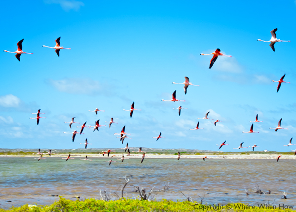 A photograph of the flamingos on South Caicos, Turks and Caicos Islands, British West Indies